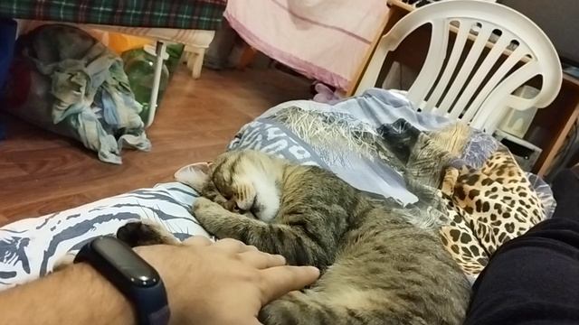 котик сладко спит
