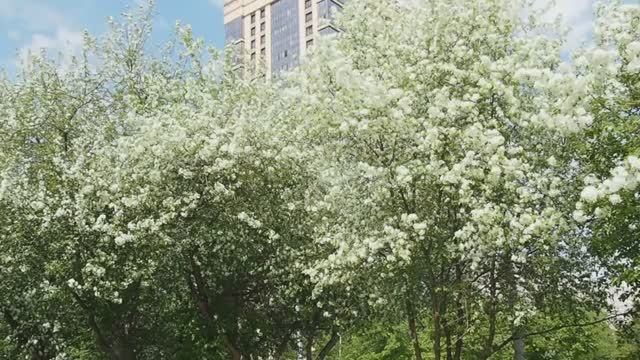 Новосибирск, Нарымский сквер. Весеннее цветение - май 2020.