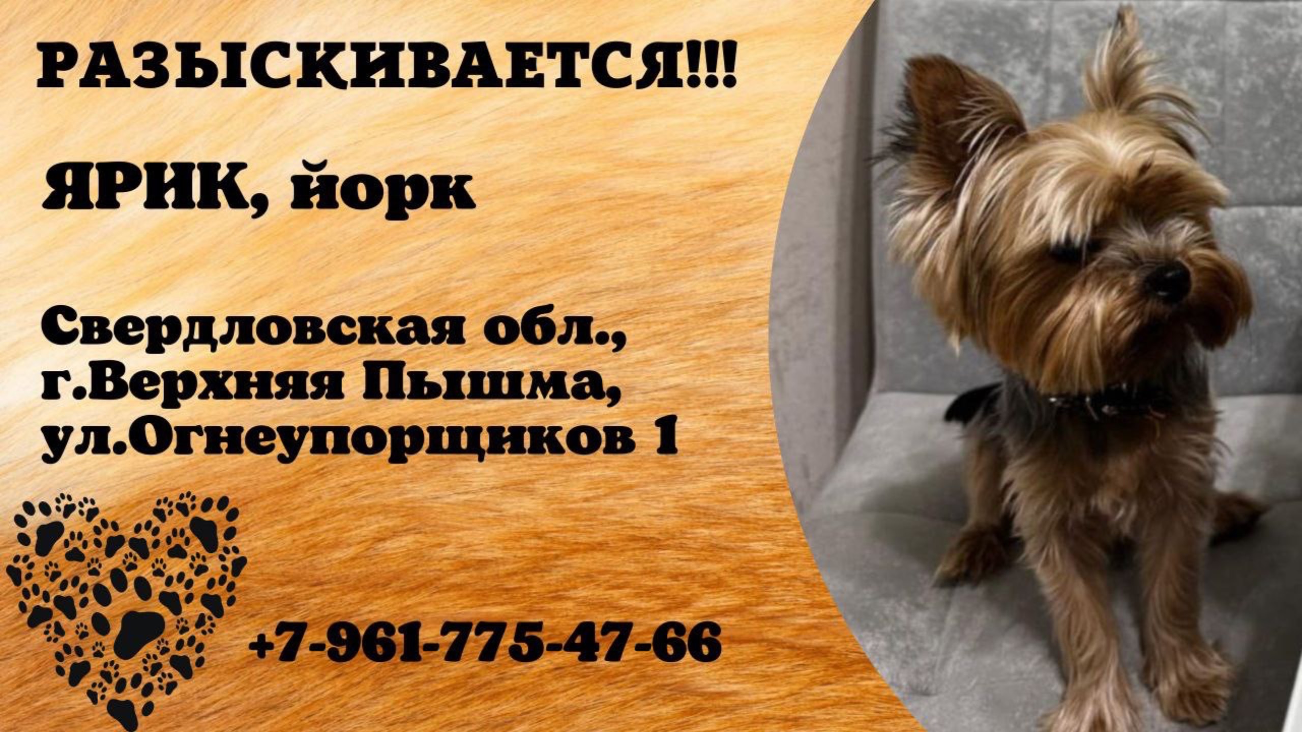 Пропала собака! ЯРИК, Йорк. Свердловская обл., г.Верхняя Пышма.