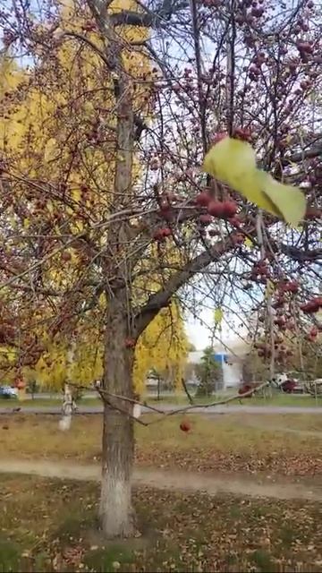 Осенние зарисовки.