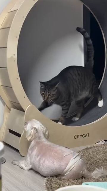 🐈 (https://t.me/cat_journal)  Я люблю кота! (https://t.me/cat_journal)