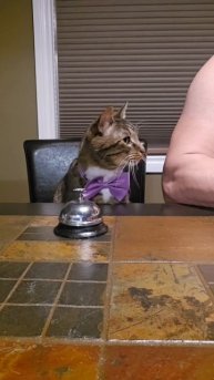 Кошка нажимает на звонок и получает лакомство