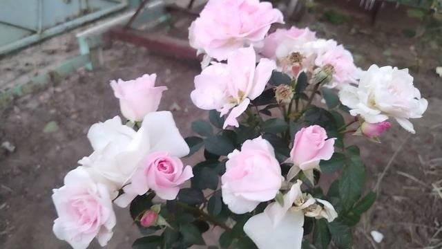 Устройство новых суккулентов. Разбивка участка зонально.