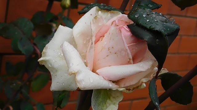 09=10=2025 ник ПВН (84)