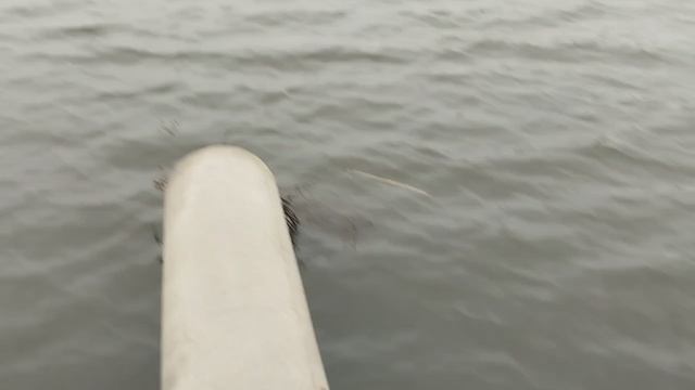 1000037181.mp4