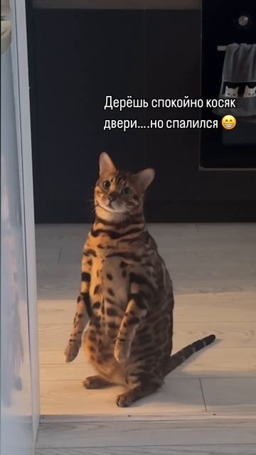 Спалили😺😄