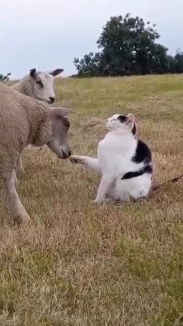 котик и баран )🐏