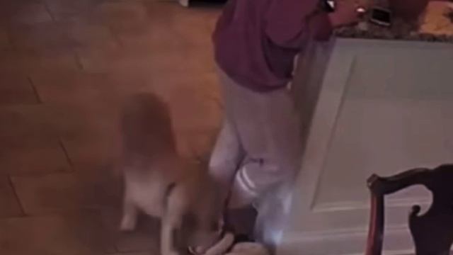 Пёсик – клептоман😂