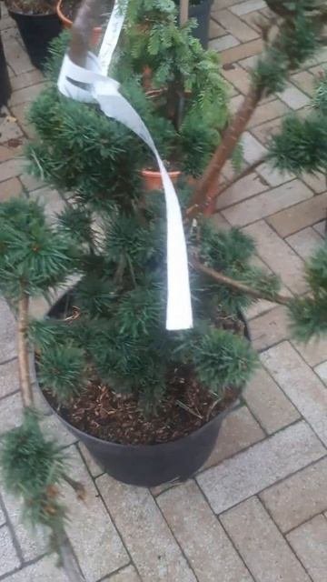 ❤🌲Сосна Коконое японская белая
✔Продажа растений в телеграм канале:
Https://t.me/love_is_hvoiny_dvor