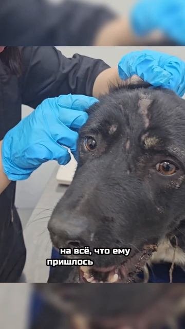 Его усыпят? – спросила девушка дрожащим голосом | Аурус