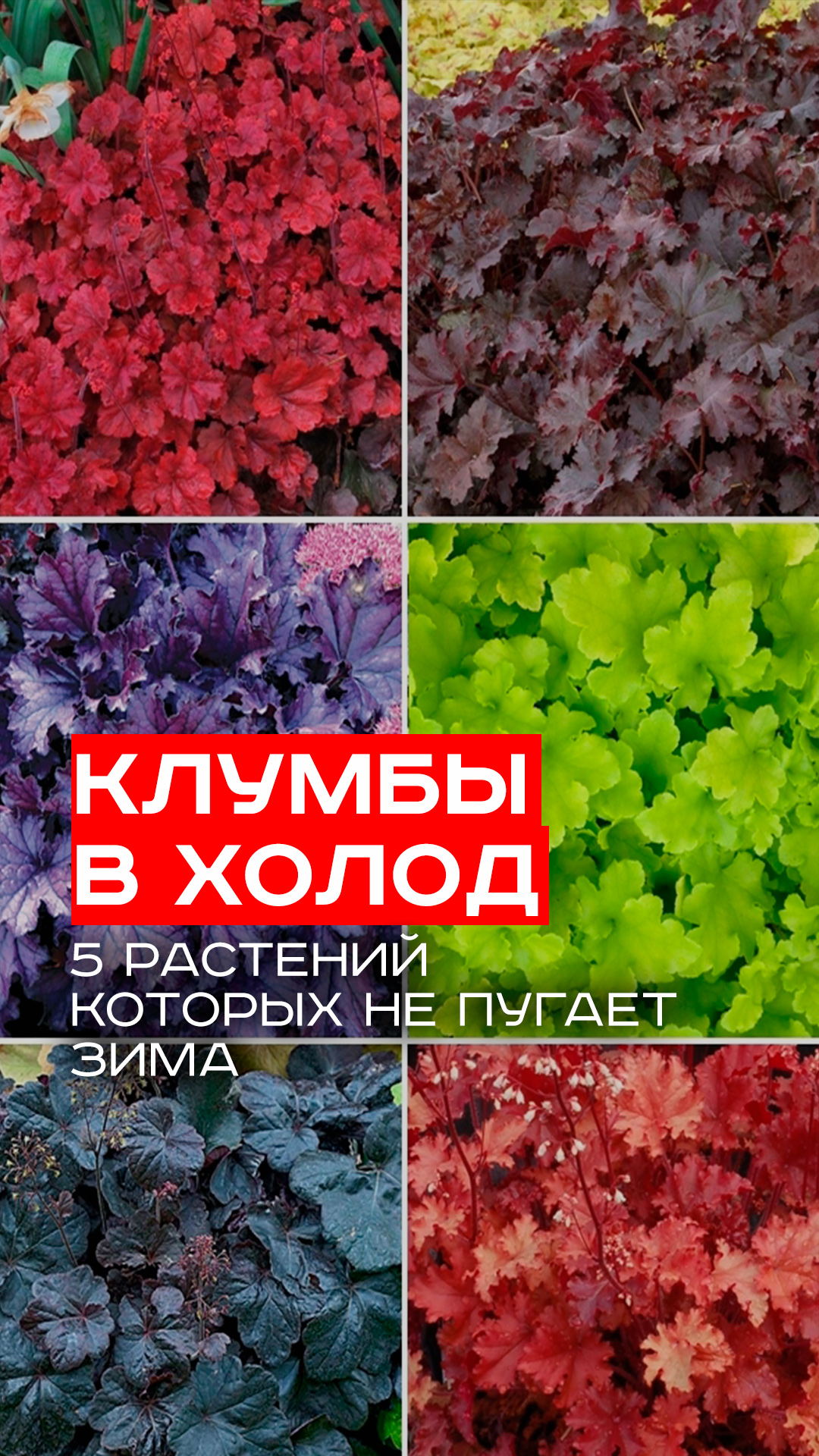 Секреты вечно зелёного сада: 7 растений, которые выживут даже в морозы