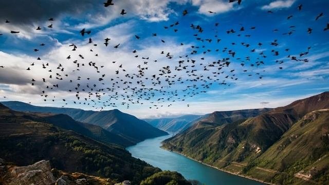 11-10-2025скворцы летят на юг