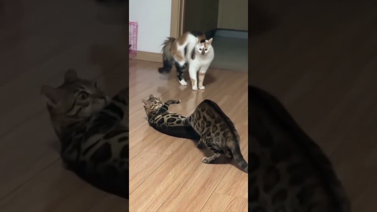 Funny Pets !!!  #funny #pets #cat #dog #shorts