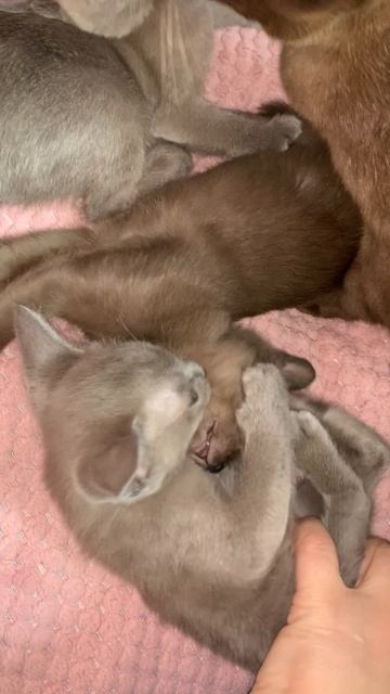 Котик