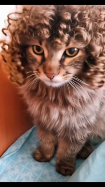 котик и кудряшки