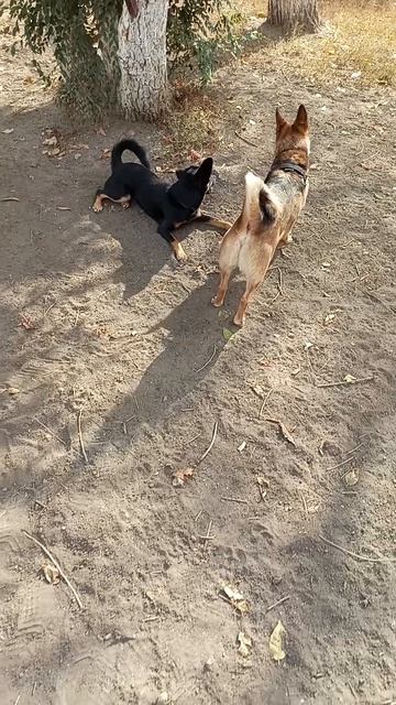 Альфа #шортс #shorts #tiktok #тикток #собаки #dogs #dogslife #cutedogs #милыесобачки #собачки