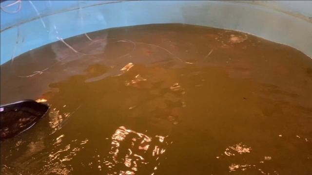 Великое переселение карпа КОИ.Перенос бассейна с рыбами.