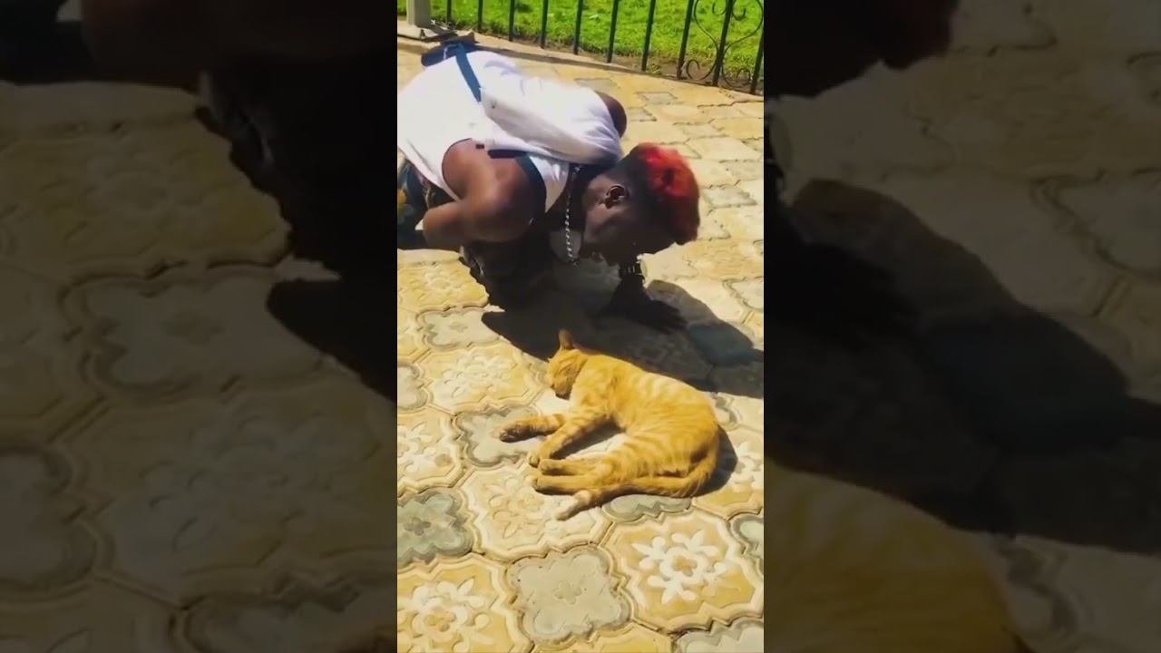 Funny cats !!!  funny cat cats shorts