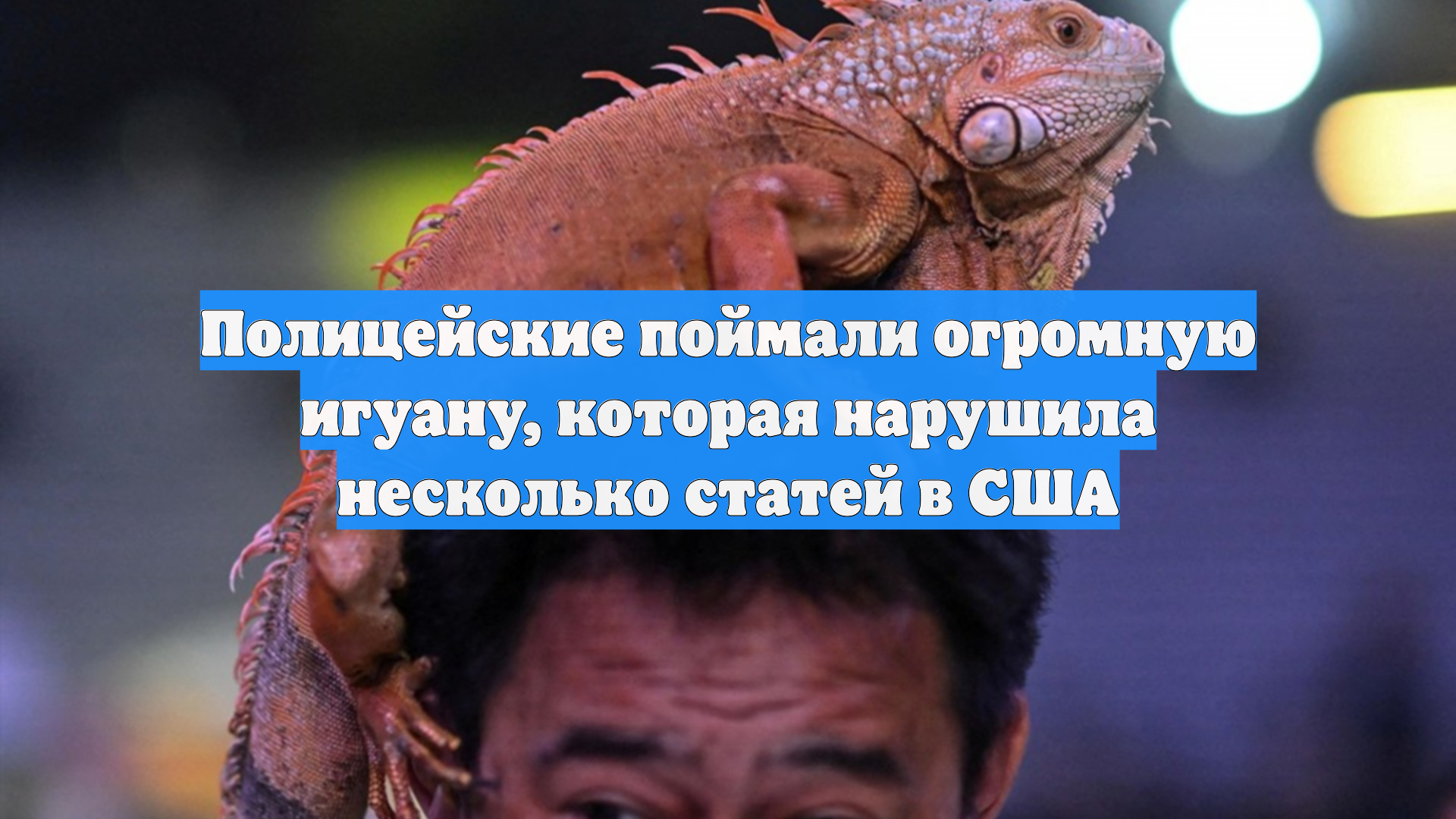 Полицейские поймали огромную игуану, которая нарушила несколько статей в США