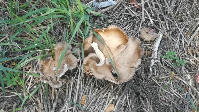 Грибы какие-то
