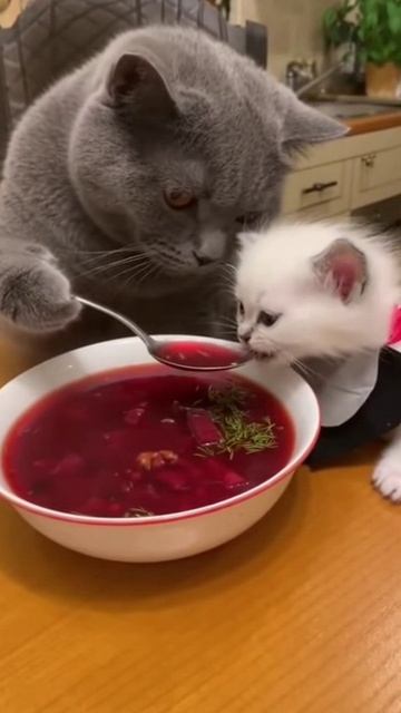 Коты и борщ