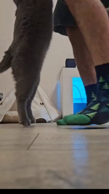 Котики 2025.