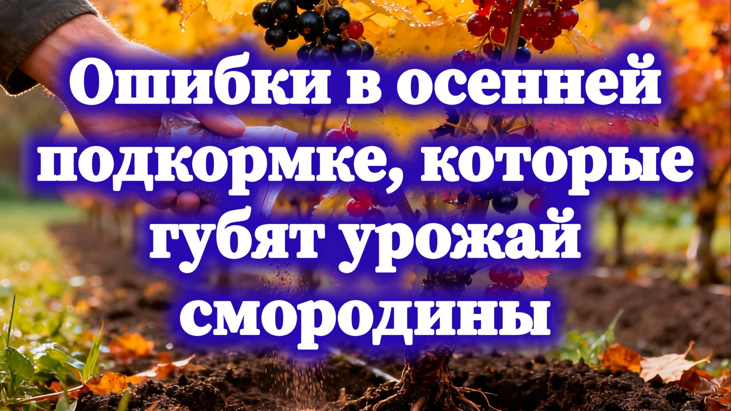 Осенняя подкормка смородины: все секреты сентябрьского ухода