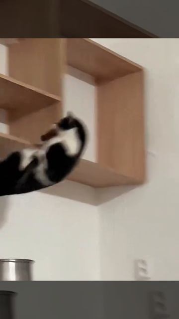 Смешные моменты с котами