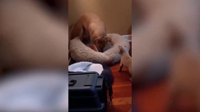 Приколы