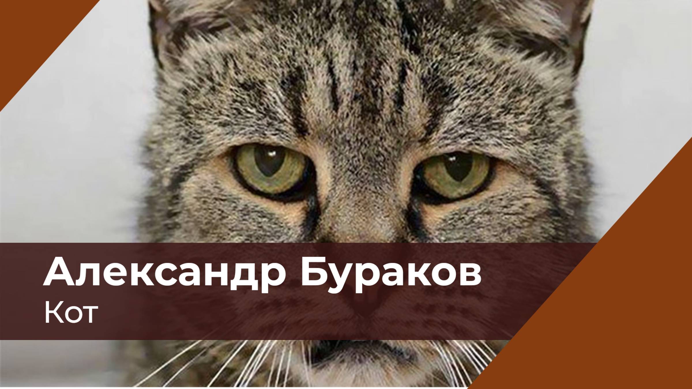 Кот