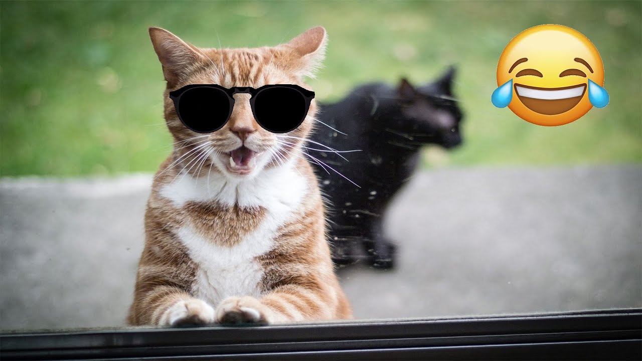 Funny Cats 2025 | Try Not To Laugh Challenge | Funniest Cat Videos 2025