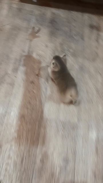 моя милота