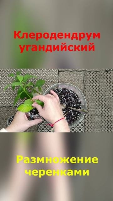 Клеродендрум угандийский. Размножение черенками