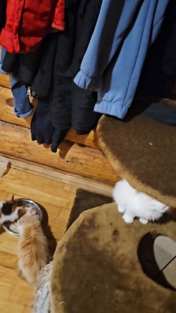 котята мейн кун1.mp4