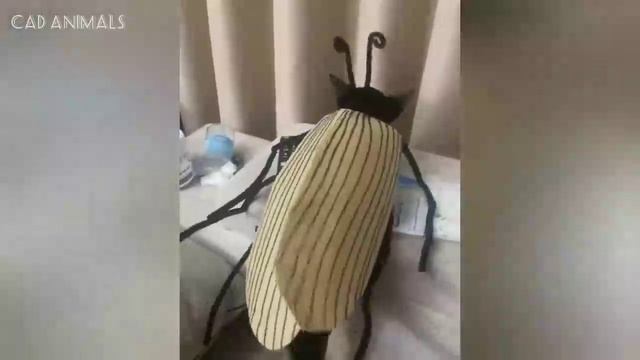 КОШКИ_+Совершенно+сумасшедшие+и+непредсказуемо+странные