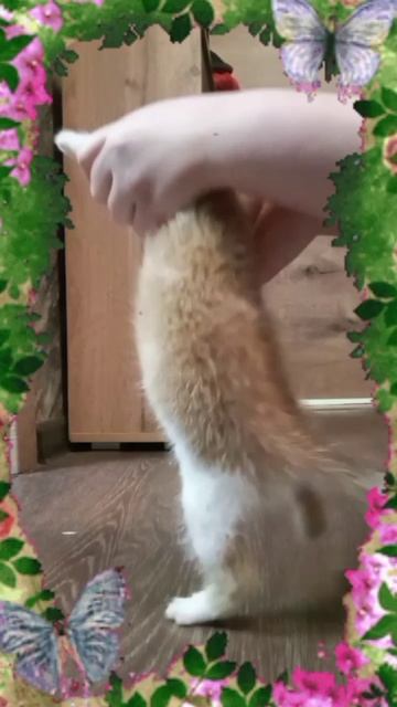 🐈мы просто поиграли😻😁мяу