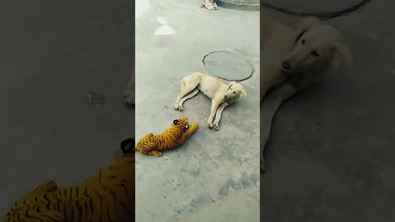 Funny cats and dogs !!!  funny cat dog shorts