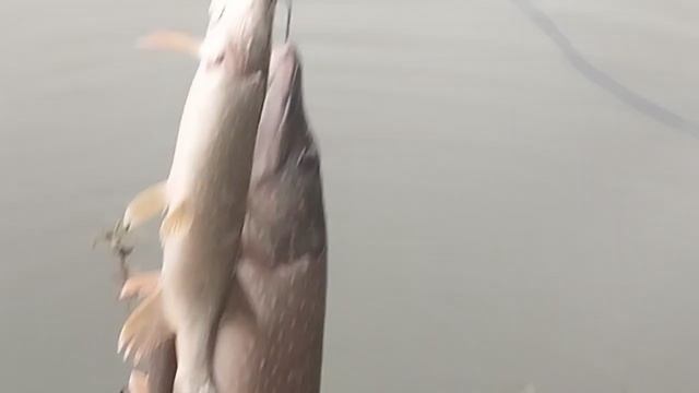 1000037210.mp4