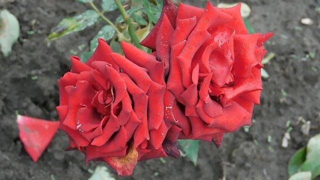 11102025  ник  ПВН  67