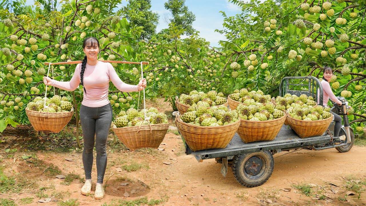 Use 3-Wheeled Truck To Harvest Many Custard Apple Go To Countryside Market Sell For Villager.