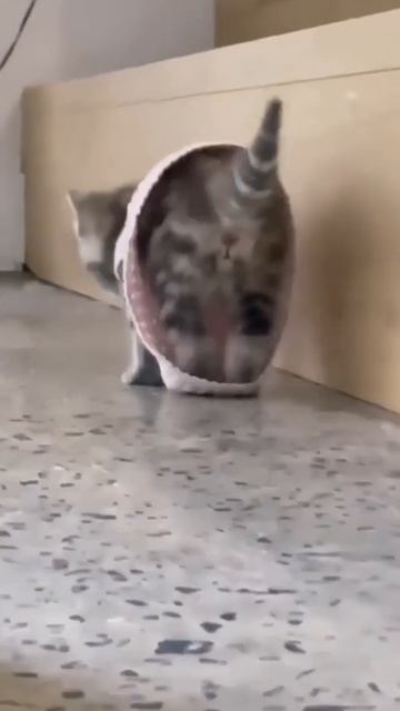 Котёнок.mp4