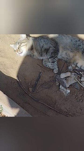 ♥️муська♥️.
