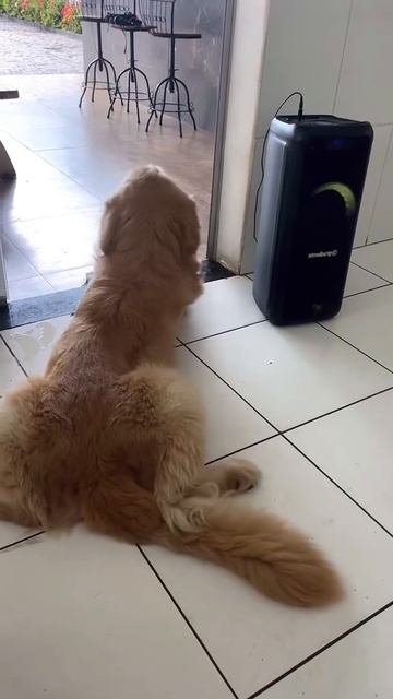 Чувствуют ритм