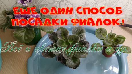 Ещё один способ посадки фиалок! Рабочие моменты!