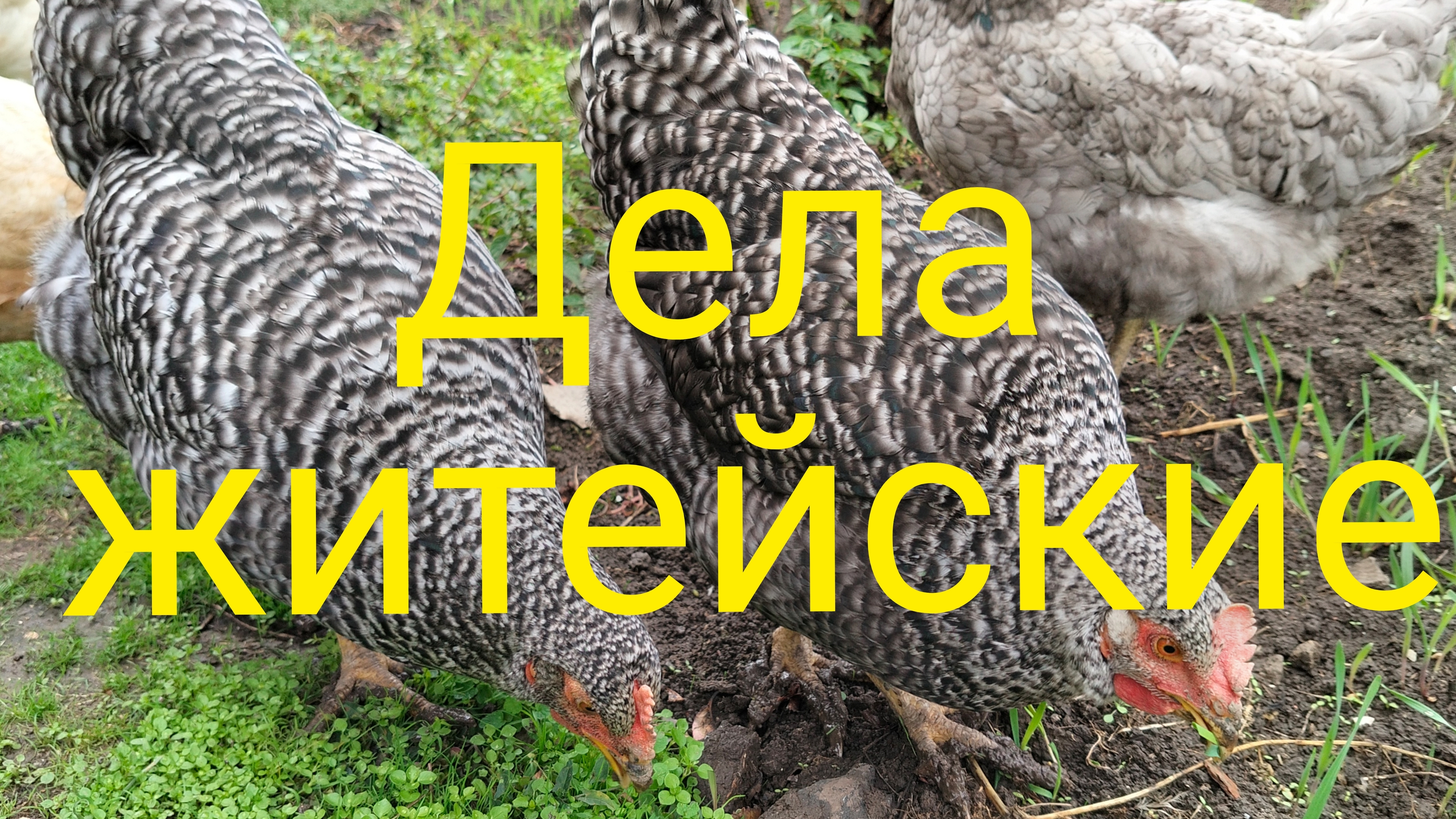 Уральцы на юге.Дела житейские.