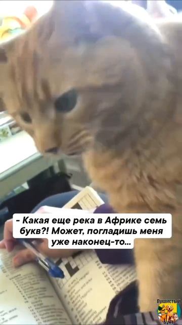 Клип @meowtaverse