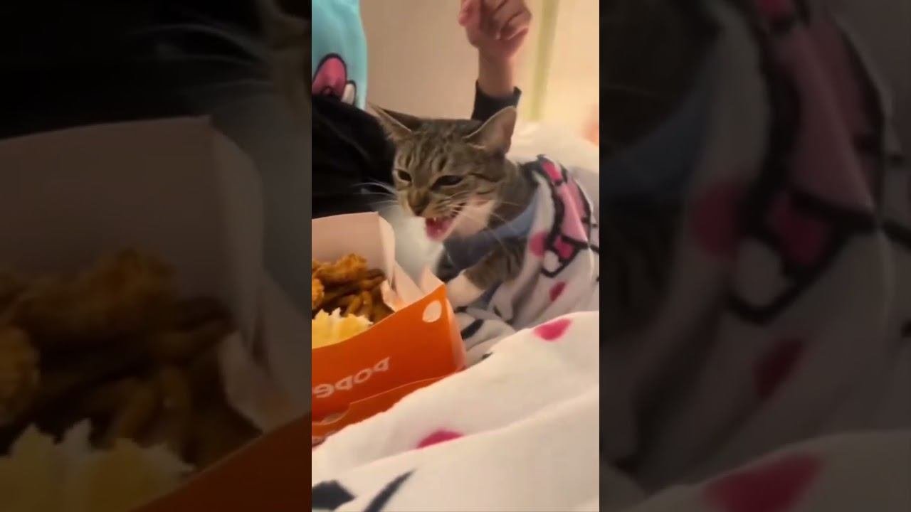 Funny Cats !!!  #funny #cat #cats #shorts
