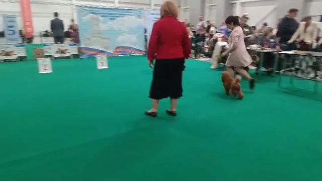 Джентли Борн Виникола