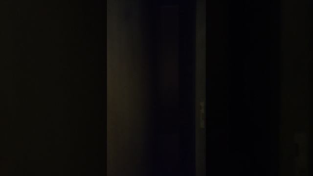 Рыжие котики.mp4