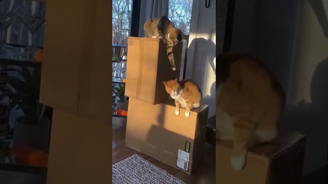 Funny Pets !!!  #funny #pets #shorts